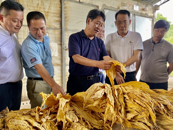 广西中烟党组书记,总经理谢昆或到百色靖西调研k326推广种植工作