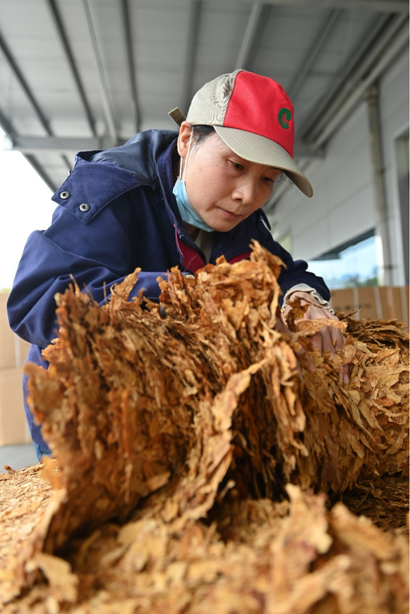 广西中烟柳州卷烟厂：灼灼芳华绽放一线