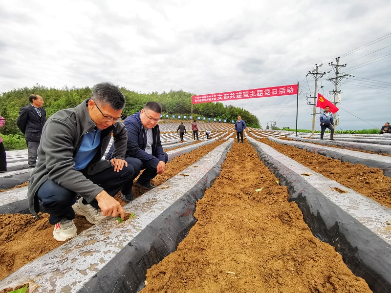 广西中烟与重庆奉节烟草分公司开展“我为烟农办实事”主题党日活动