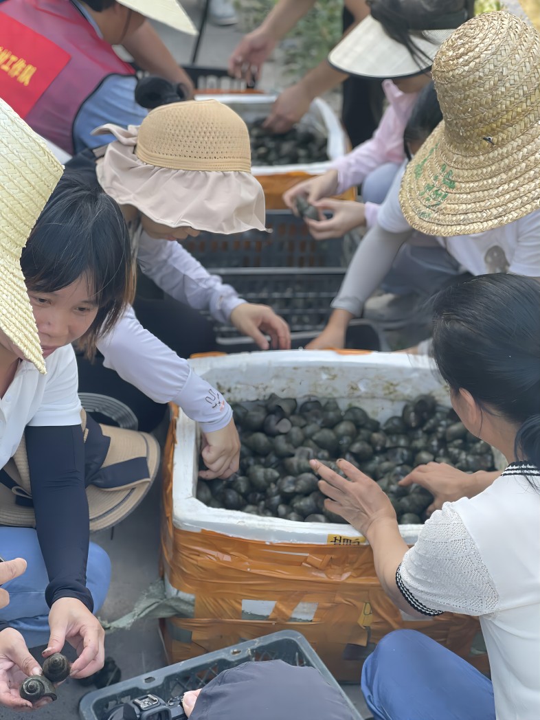 广西中烟帮扶村“稻螺渔”综合种养示范基地喜获丰收