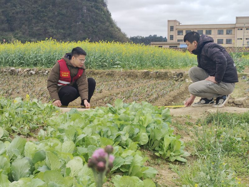 广西中烟驻村帮扶工作呈现一片繁忙景象